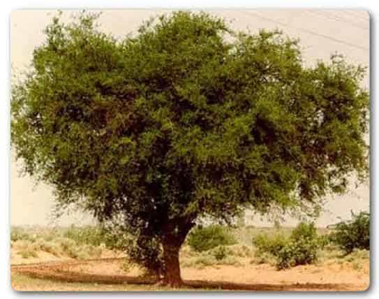  Rajasthan state tree, Khejri, Prosopis cineraria